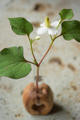 一輪挿しとドクダミ