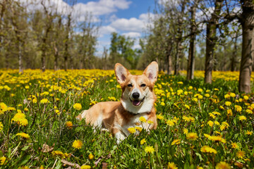 Happy Welsh Corgi Pembroke dog sitting in yellow dandelions field in the grass smiling in spring