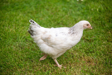 Young Light Sussex chicken, Hampshire, England , United Kingdom.