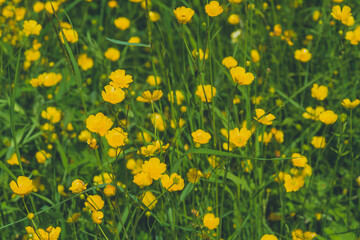 Obraz premium many small yellow flowers on a meadow, out of focus, artfully abstract, many Ranunculus acris flowers