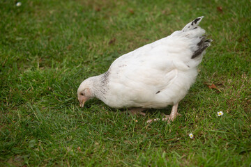 Young Light Sussex chicken, Hampshire, England , United Kingdom.