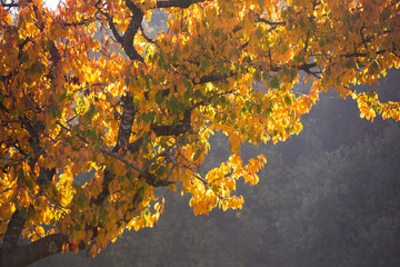 Nature in autumn, beautiful colorful trees and leaves