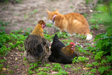 Ginger cat and Free Range Chickens in the garden, Hampshire, England, United Kingdom.