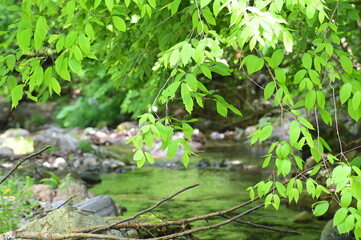 新緑の森