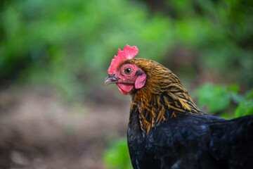 Bantam chicken, Hampshire, England, United Kingdom