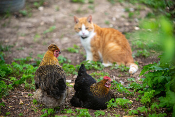 Ginger cat and Free Range Chickens in the garden, Hampshire, England, United Kingdom.