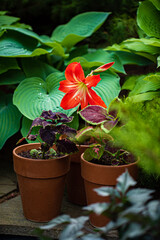 nice flowers in the garden