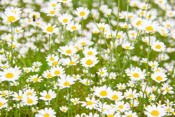 Fototapeta premium Chamomile flowers on a meadow in summer. Beautiful background with Chamomiles