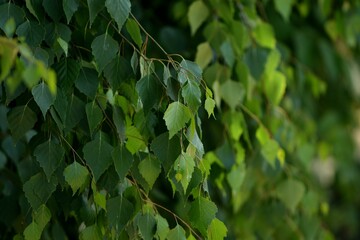 Birch green leaves, spring green leaves background, leaves texture, bokeh.