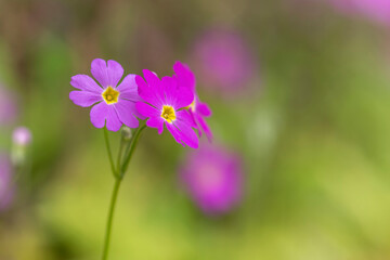 Fototapeta premium purple beautiful flowers background