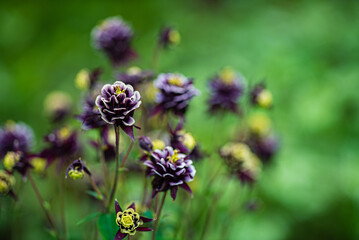 nice flowers in the garden