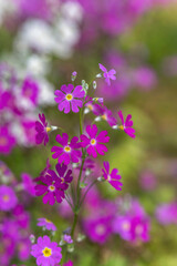 purple beautiful flowers background