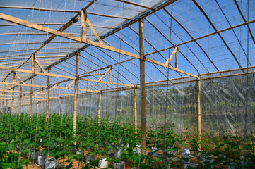 Growing indoor plants in greenhouses