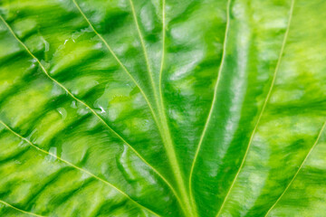 Green leaf of a Fragant Plantain Lily, abstract background