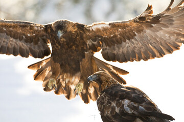 Steenarend, Golden Eagle, Aquila chrysaetos