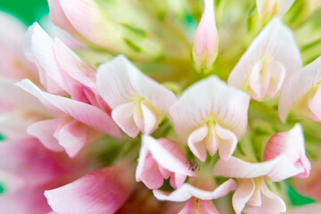 Alsike clover flower or trifolium hybridum