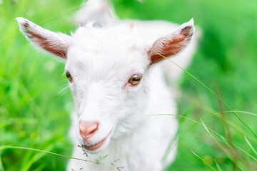 goat on grass..