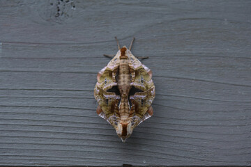 板壁の止まって交尾しているウチスズメ