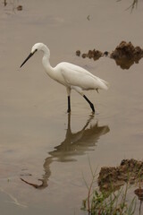 A bird walking in the land