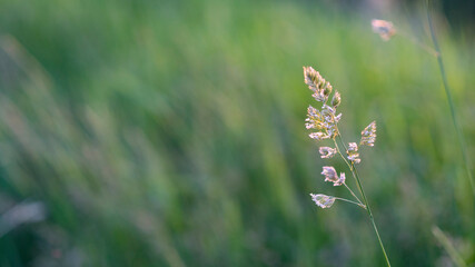 Grashalm auf einer grünen Wiese