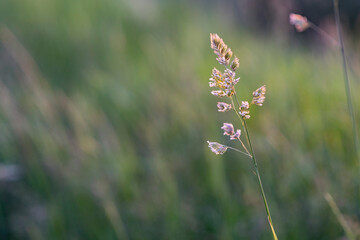 Wiesen und Graeser in Deutschland