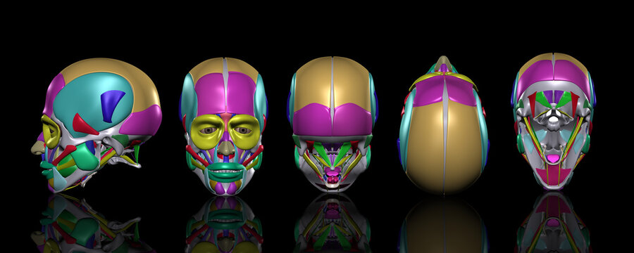 頭部筋肉図 色別部位一覧