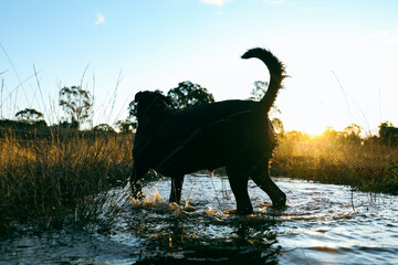 Silhouette of rottweiler dog playing in puddle in golden afternoon light