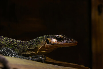 Close-up on a small chameleon in the park.
