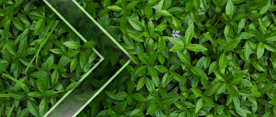 Frame for natural background from juicy green leves with drops after rain.