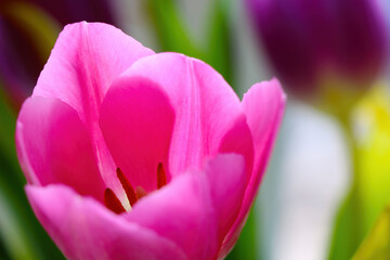 Beautiful fragrant blooming tulips in the garden.