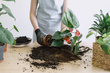 Gardener removing Anthurium flower with roots from pot