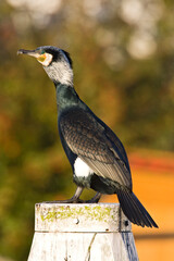 Aalscholver, Great Cormorant, Phalacrocorax carbo