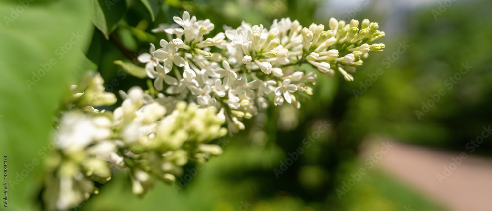 Wall mural white lilac flowers on the tree