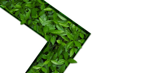 Frame for natural background from juicy green leves with drops after rain.