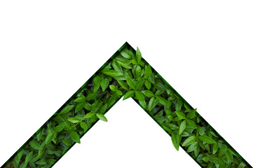 Frame for natural background from juicy green leves with drops after rain.