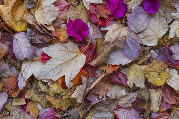 Colorful fallen leaves and petals background