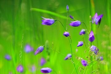 Purple flowers with green grass background