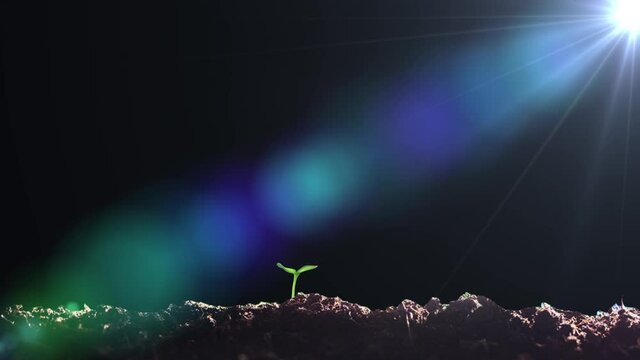 The seeds take root and germinate in the soil