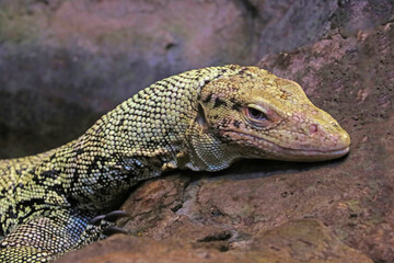 Fototapeta premium Small lizard close-up in the animal park.
