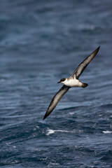 Naklejka premium Great Shearwater, Grote Pijlstormvogel, Puffinus gravis