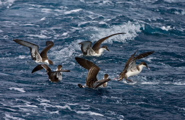 Grote Pijlstormvogel, Great Shearwater, Puffinus gravis