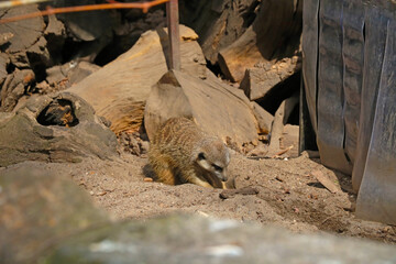 Close-up of a meerkat digging a hole in the sand.