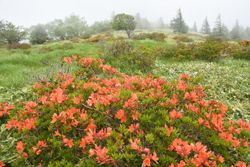 霧の中の白樺平れんげつつじ