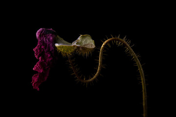 dried red poppy on a black background