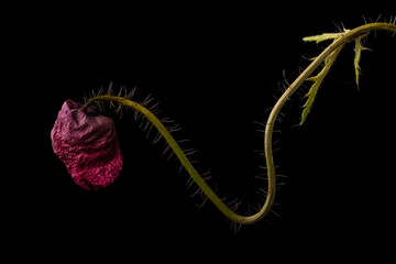 dried red poppy on a black background