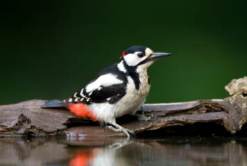 Foto op Aluminium Grote bonte Specht, Great Spotted Woodpecker, Dendrocopos major © AGAMI