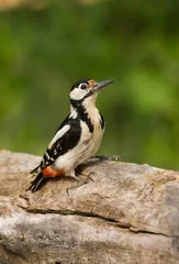 Foto op Aluminium Grote Bonte Specht, Great Spotted Woodpecker, Dendrocopos major © AGAMI