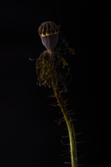 dried red poppy on a black background