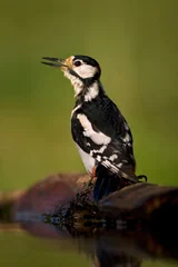 Foto op Aluminium Grote Bonte Specht, Great Spotted Woodpecker, Dendrocopos major © AGAMI