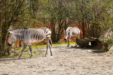 Beautiful two zebras walk after each other. - Powered by Adobe